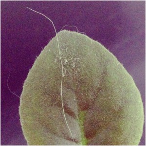 Bild_3_Nerina